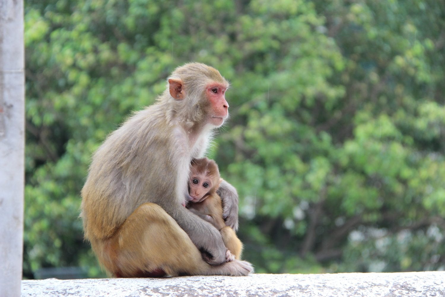 Monkey in Rishikesh